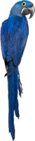 Blue parrot