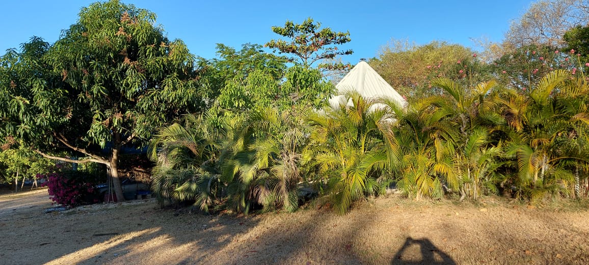Tropical Surroundings