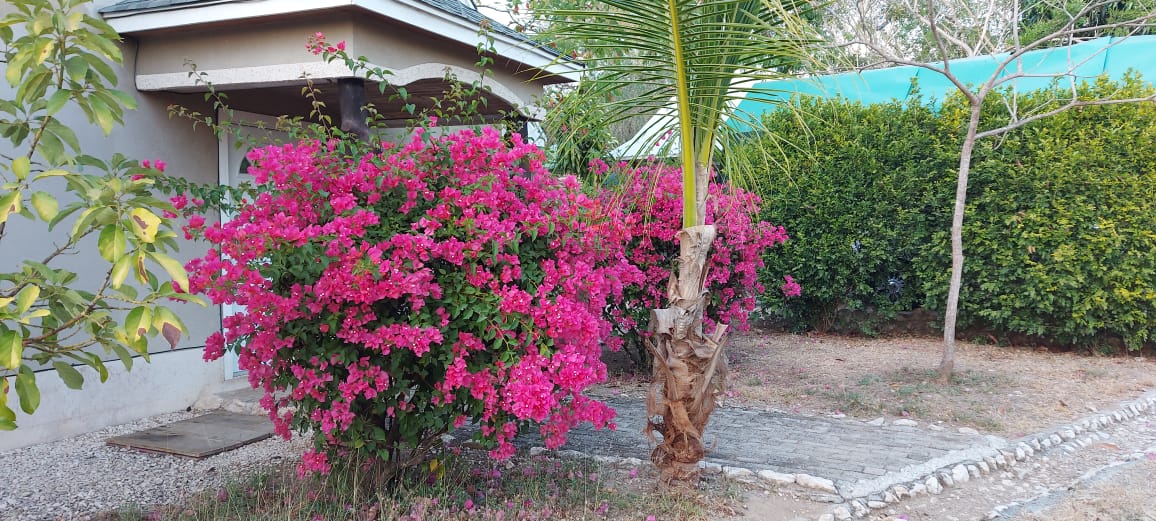 Lush Gardens
