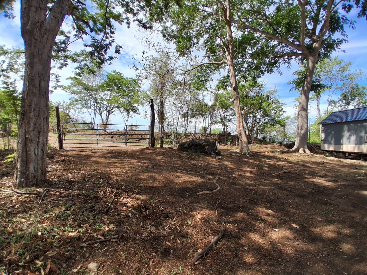 Jungle Setting